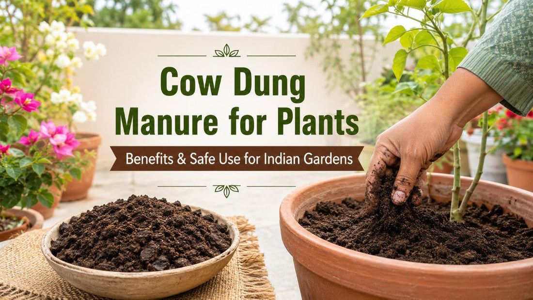 Cow Dung Manure for Plants: Benefits