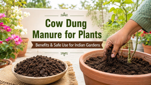 Cow Dung Manure for Plants: Benefits