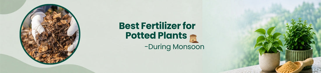 Monsoon Fertilizer Guide for Potted Plants in India