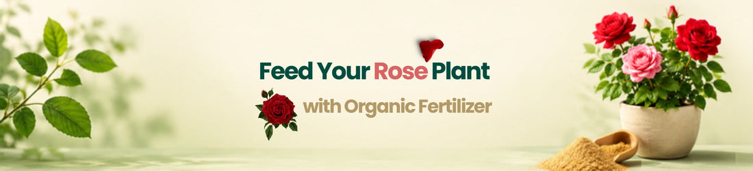 How to Feed Rose Plants Without Overfertilizing