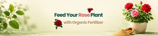 How to Feed Rose Plants Without Overfertilizing