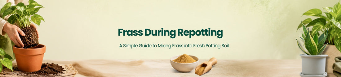 Can You Use Frass When Repotting Plants?