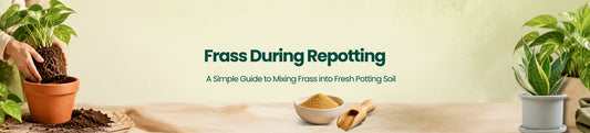Can You Use Frass When Repotting Plants?