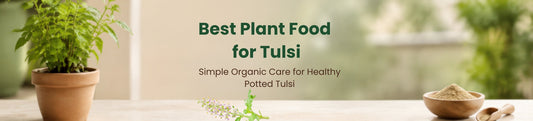 Best Organic Fertilizer for Tulsi Plant in Pots