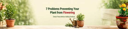Is Your Plant Not Blooming? Seven Issues to Look at First