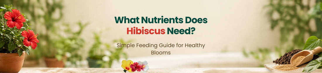 A Guide to Organic Fertilizer for Hibiscus Plants