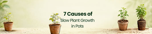 Why Are My Potted Plants Growing Slowly?