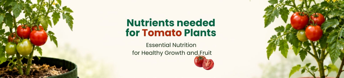 Organic Fertilizer for Tomato Plants in Pots and Grow Bags