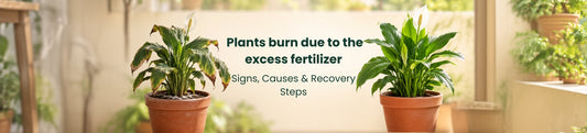Fertilizer Burn in Plants: Signs, Causes and Recovery Steps