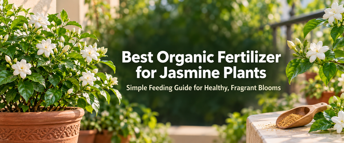 Organic Fertilizer for Jasmine Plants: A Beginner's Guide