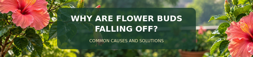 What Causes Flower Buds to Fall Off? Common Reasons and Remedies