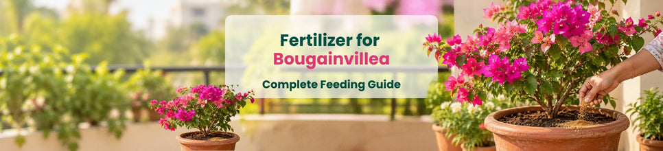 How to Fertilize Bougainvillea for Healthy Growth
