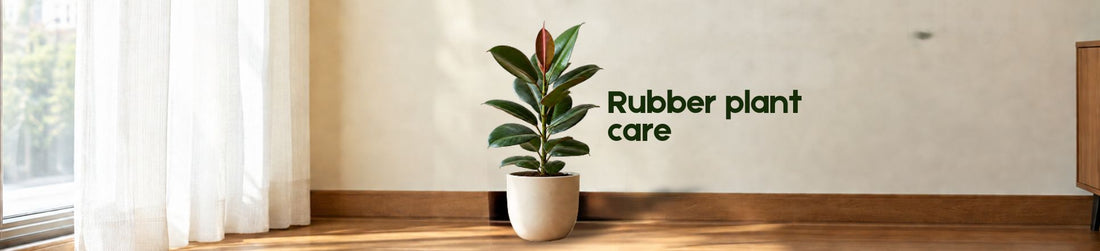 Rubber Plant Care Guide: Light, Watering, Soil and Fertilizer