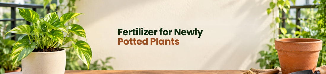 Fertilizer for Newly Potted Plants: How to Avoid Overfeeding
