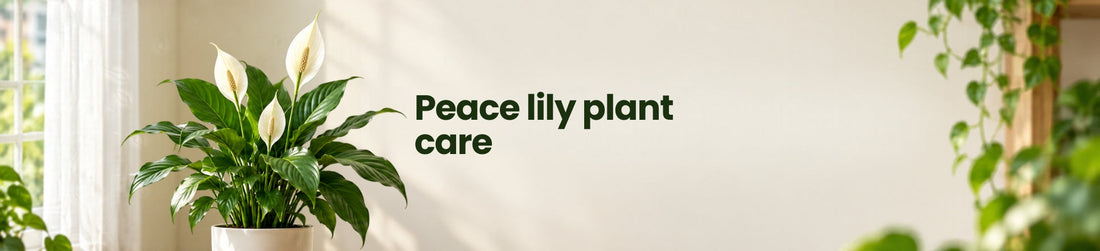 Organic Fertilizer for Peace Lily: A Simple Feeding Guide