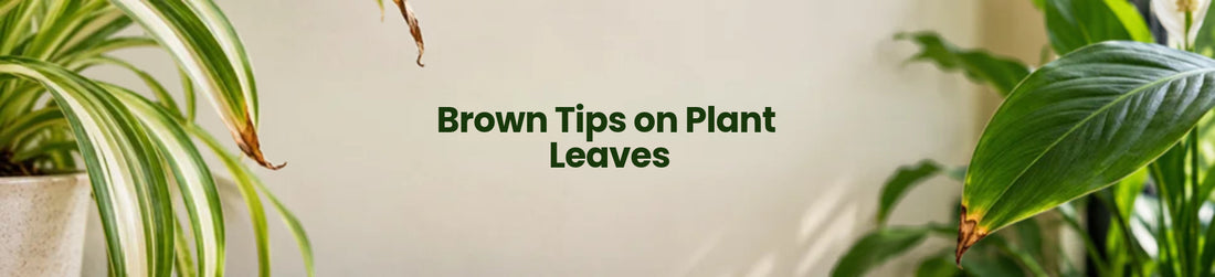 Brown Tips on Plant Leaves: Is It Fertilizer, Water or Humidity?