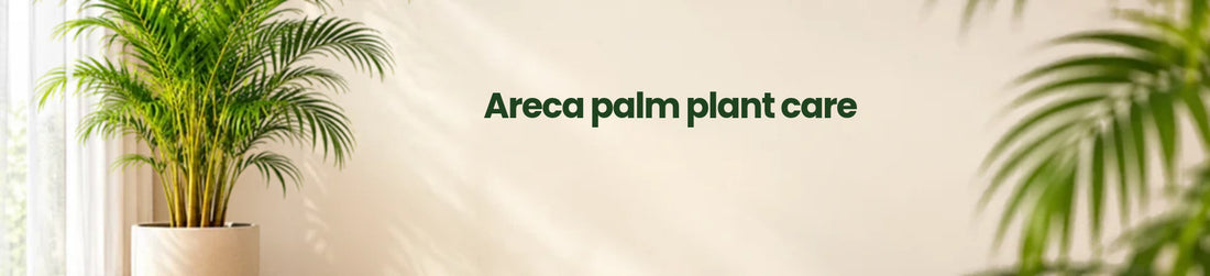 Feeding Your Potted Areca Palm: When, What and How Much