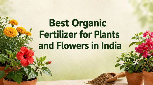 Best Organic Fertilizer for Plants and Flowers in India