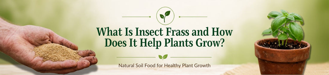 What Is Insect Frass and How Does It Help Plants Grow?