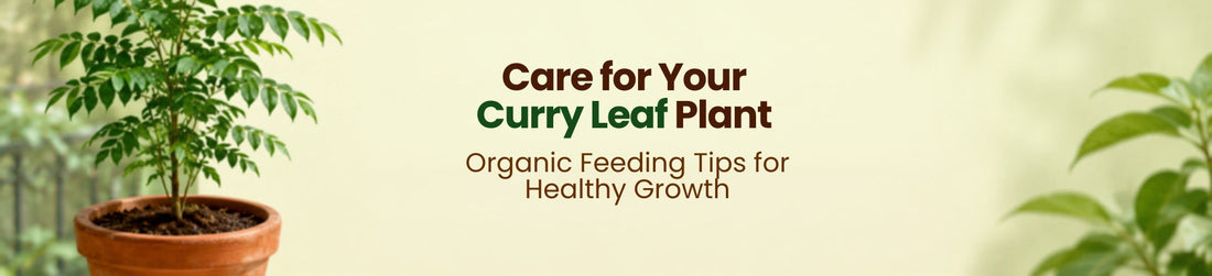 How to Fertilize a Curry Leaf Plant in a Pot