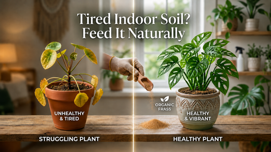 Is Frass Fertilizer Good for Indoor Plants?