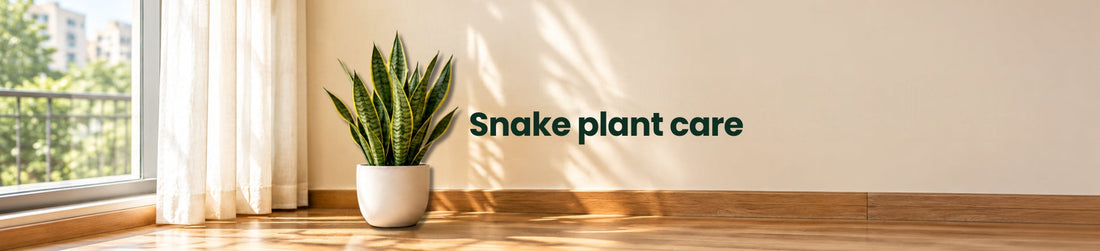 Fertilizer for Snake Plant: How and When to Feed It
