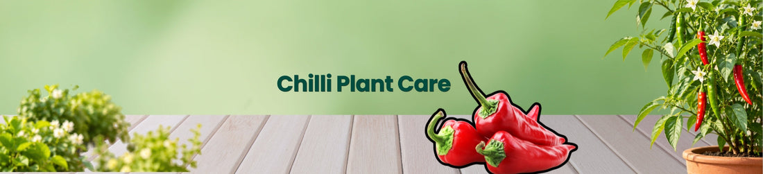 How to Fertilize Chilli Plants for Healthy Growth