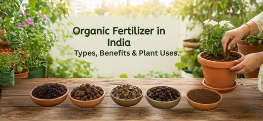 Organic Fertilizer in India: Types, Benefits and Plant Uses